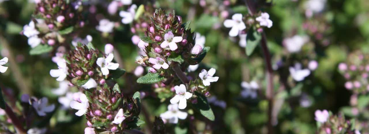 Cellular Balancing Toner ingredient study